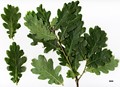 SpeciesSub: Fastigiata Group 'Koster' SpeciesSub: Fastigiata Group 'Koster'